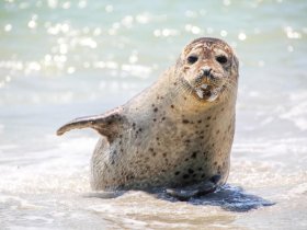 Weltnaturerbe Wattenmeer in Büsum