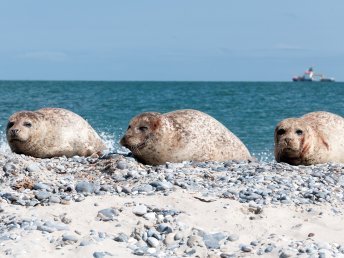 3 Tage exklusiv an die Nordsee verreisen! inkl. Abendessen