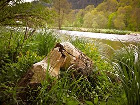 7 = 6 WALDrauschen im Bayerischen Wald