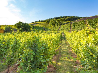 Mosel aktiv - Radlerurlaub an der Mosel