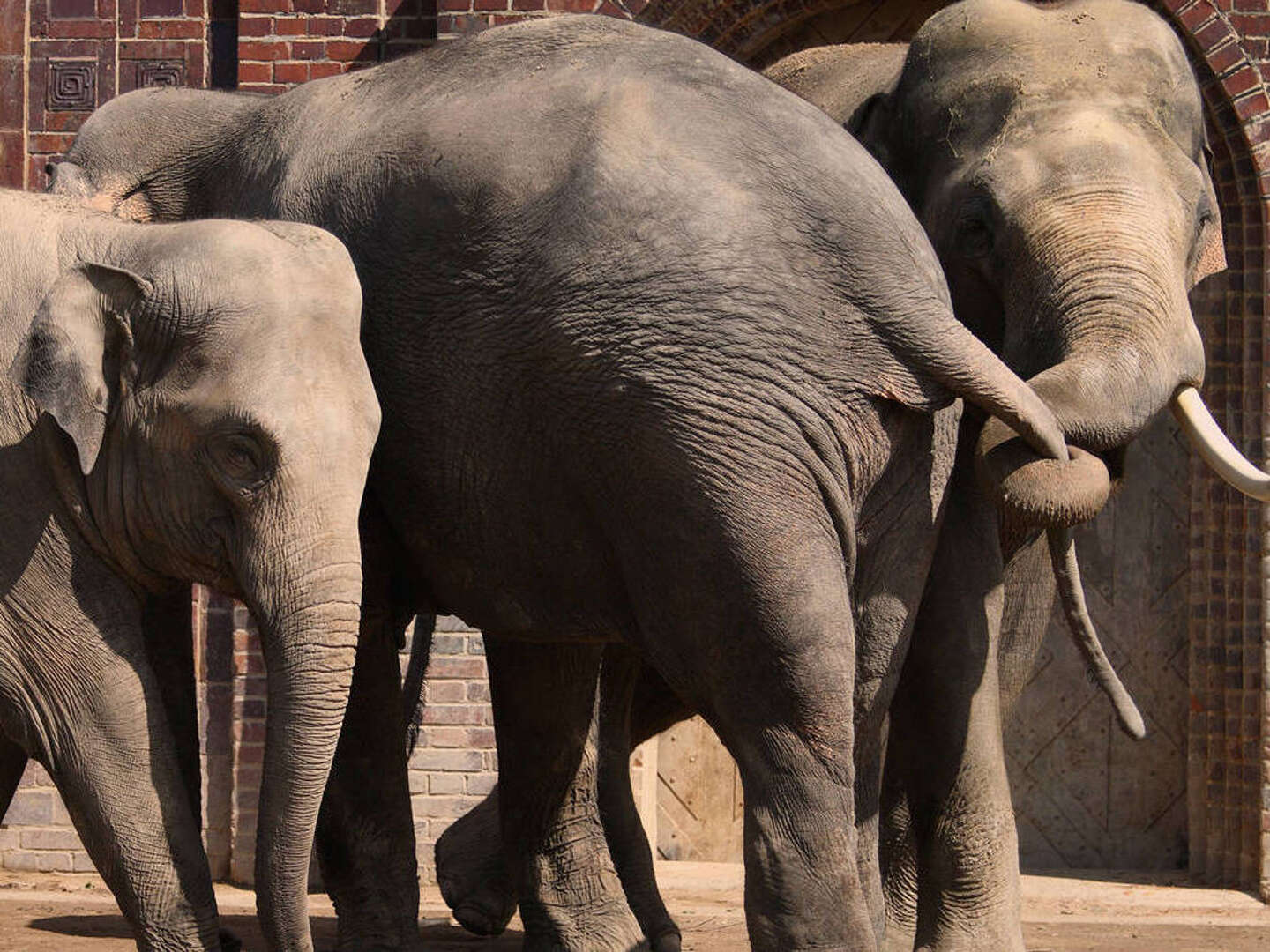 Familienzeit & Zoopark-Abenteuer in Thüringen | 3 Tage