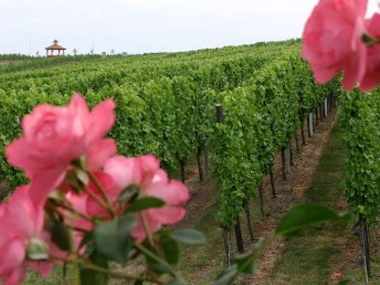 Wandererlebnis Rhein-Neckar – Weinberge & Entspannung