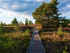 3 Tage exklusiv in die Heide nach Soltau verreisen - nur 99 EUR!