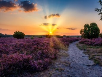 Heideschleifen Wandern- 4 Tage in der Lüneburger Heide