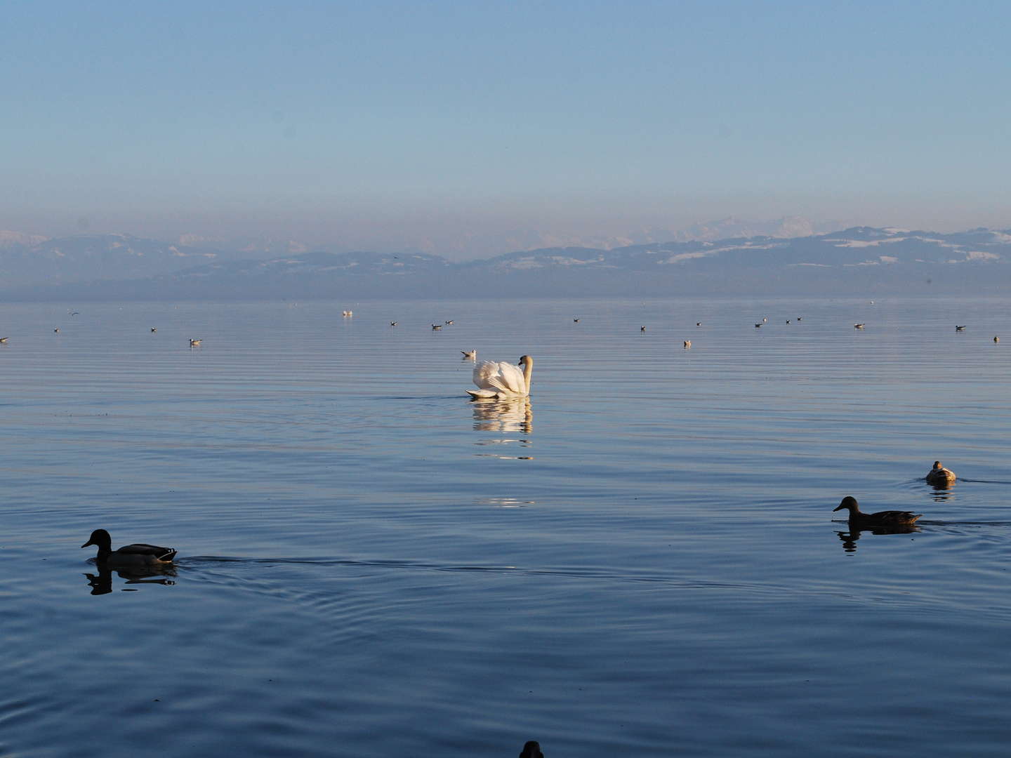 Happy Hours am Bodensee