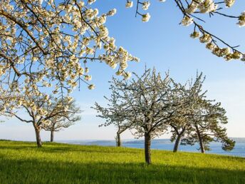 Frühlingswochen am Bodensee