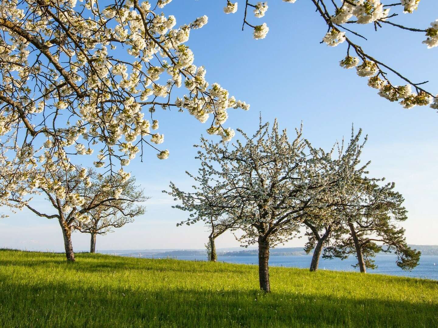 Frühlingswochen am Bodensee