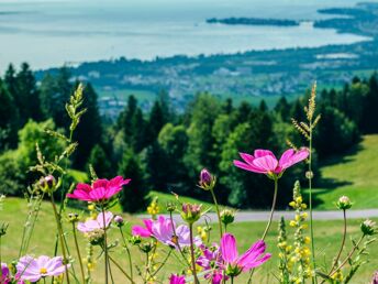 Pfingsten am Bodensee