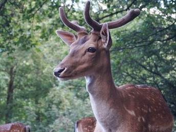 Kuschelzeit zu Zweit: Ein Kurzurlaub voller Zweisamkeit in Wernigerode
