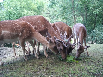 Kuschelzeit zu Zweit: Ein Kurzurlaub voller Zweisamkeit in Wernigerode