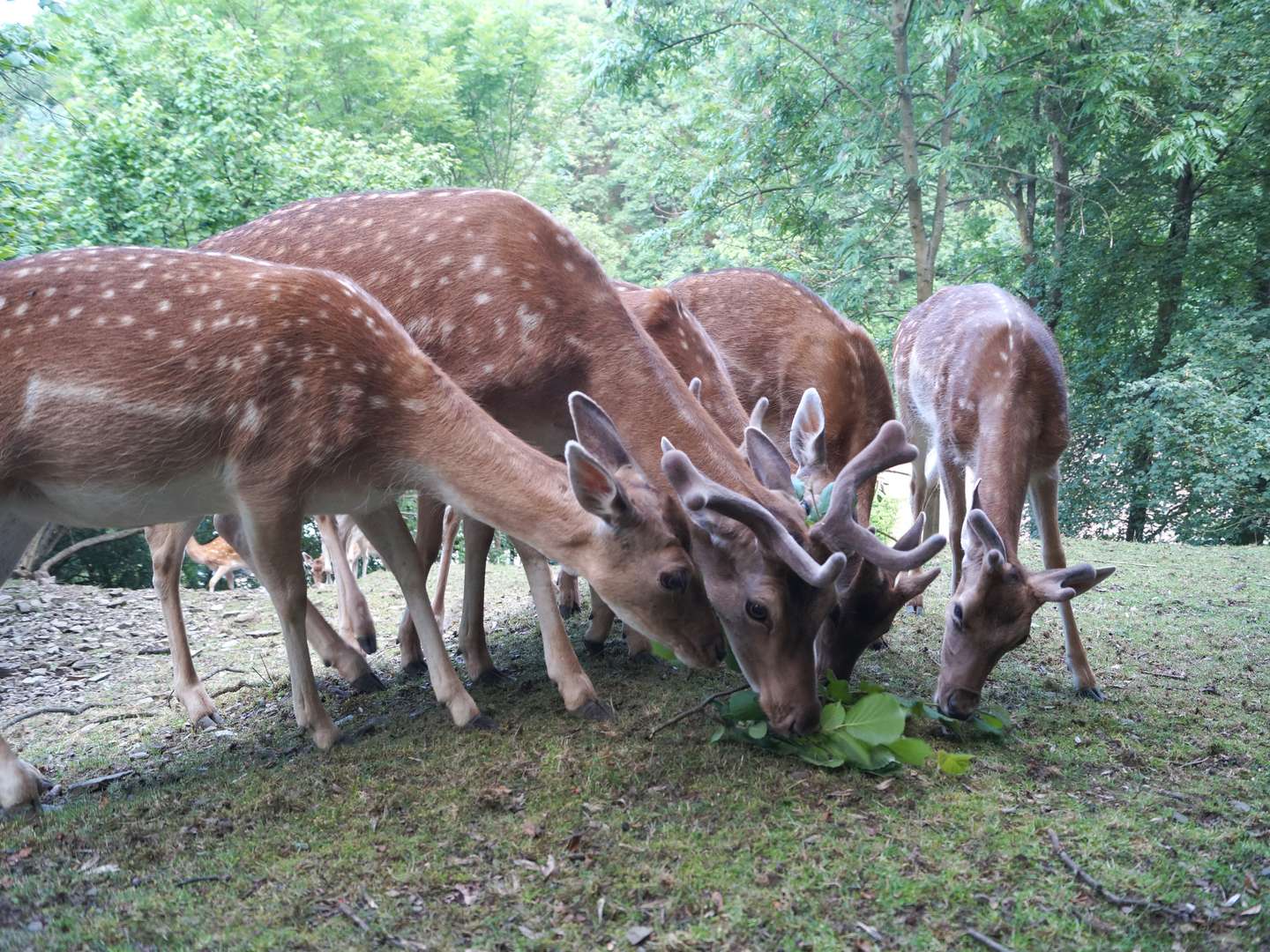Kuschelzeit zu Zweit: Ein Kurzurlaub voller Zweisamkeit in Wernigerode