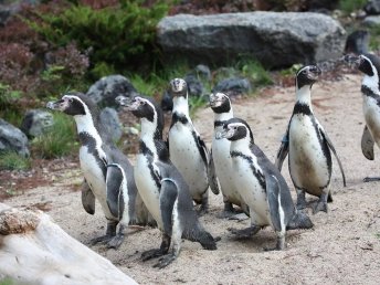 Zwei Tage Rostock inkl. Zoo-Besuch am Sonntag genießen