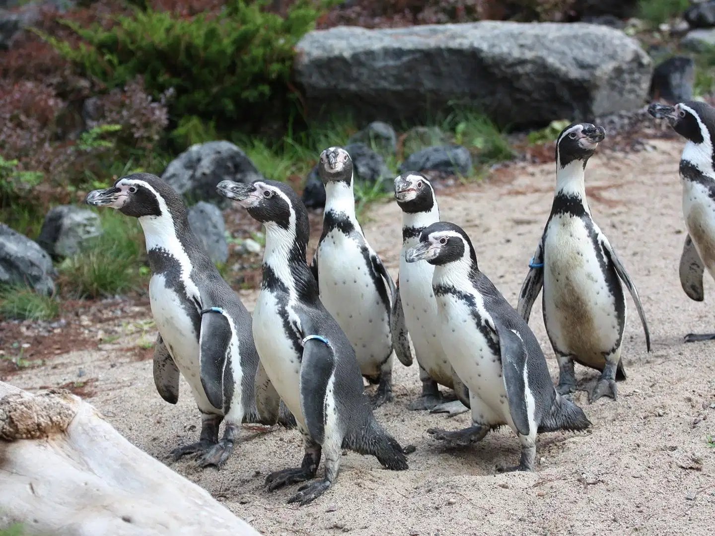 Zwei Tage Rostock inkl. Zoo-Besuch am Sonntag genießen