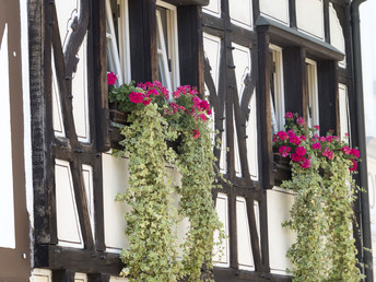 Radeln am Rhein | 5 Tage