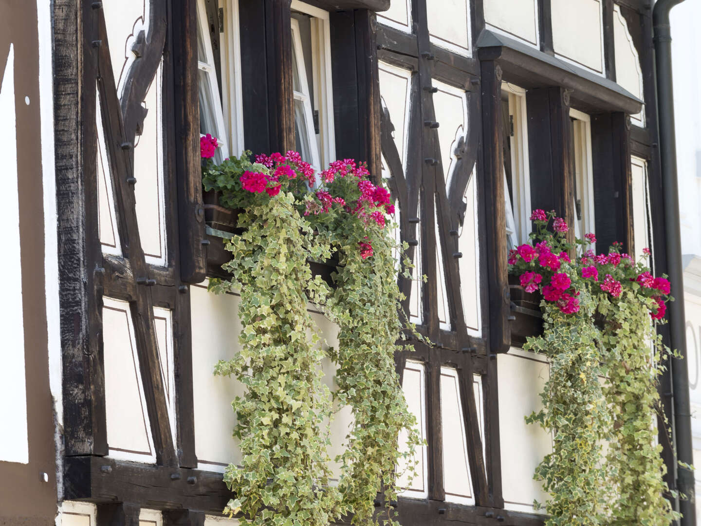 Wandern am Rhein & Siebengebirge | 6 Tage