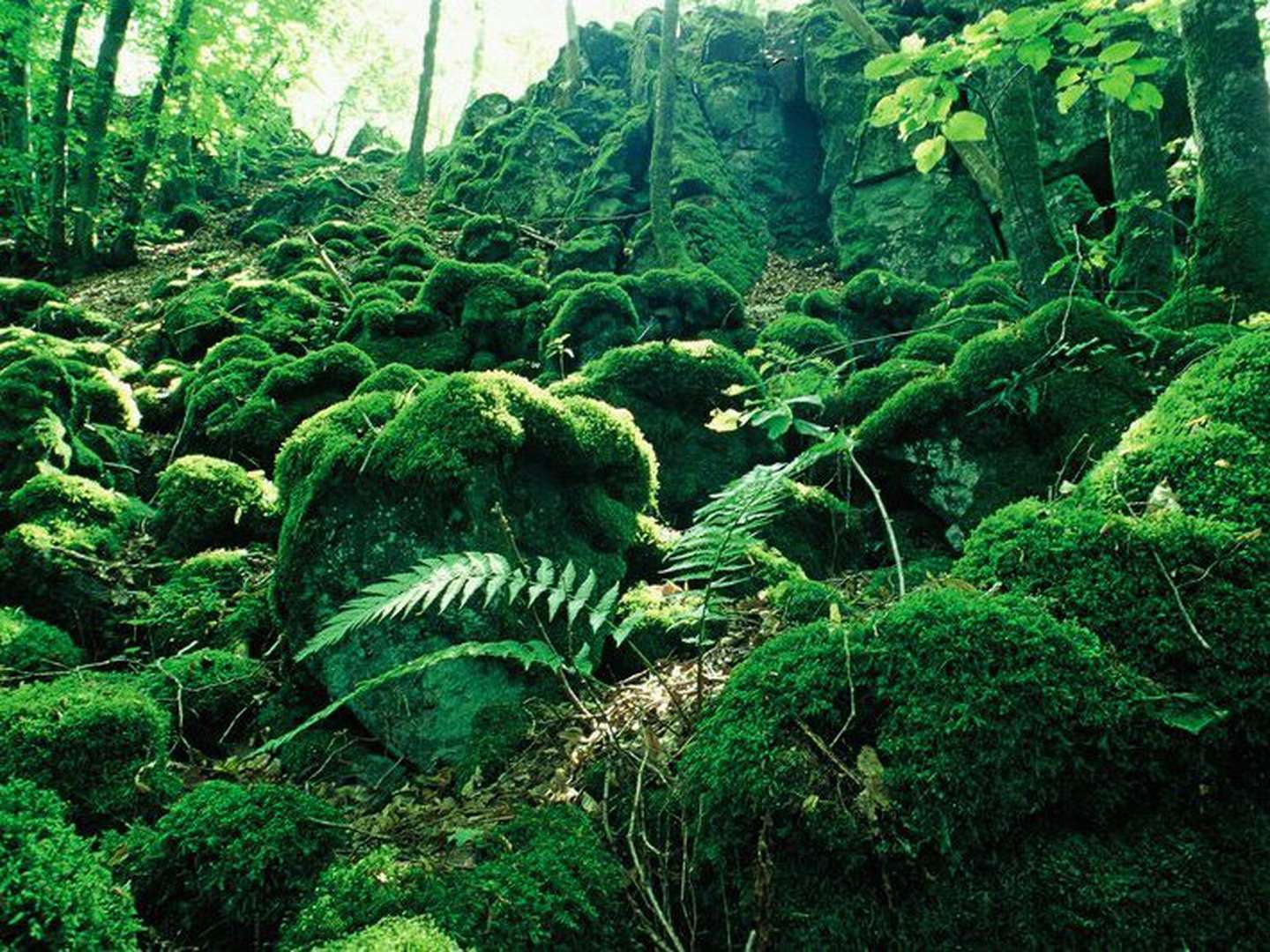Wanderauszeit am Eifelsteig inkl. HP | 4 Tage