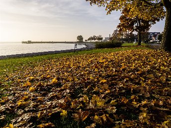 Blütenzauber am Bodensee