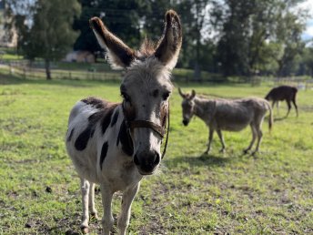 Reit in den Mai - für Kids, Anfänger oder erfahrene Reiter
