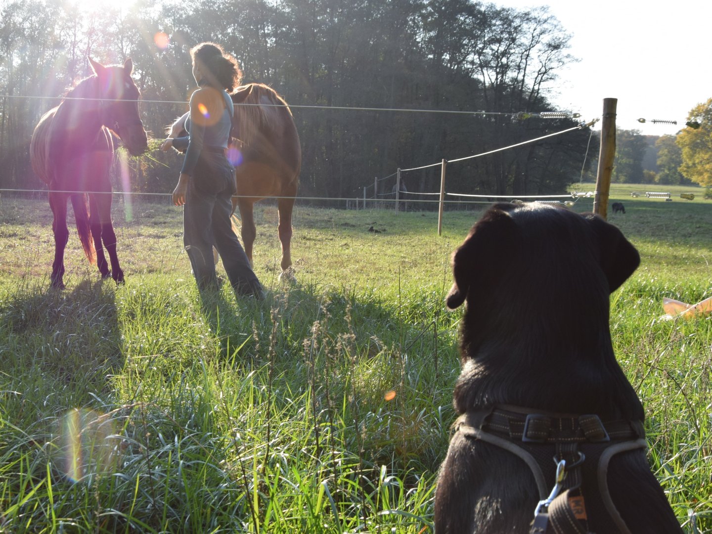 Auszeit für Hund & Halter