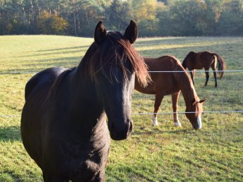 Reit in den Mai - für Kids, Anfänger oder erfahrene Reiter