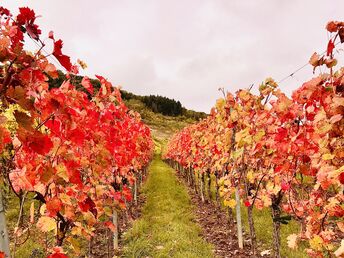 Romantische Natur-Auszeit an der Mosel 