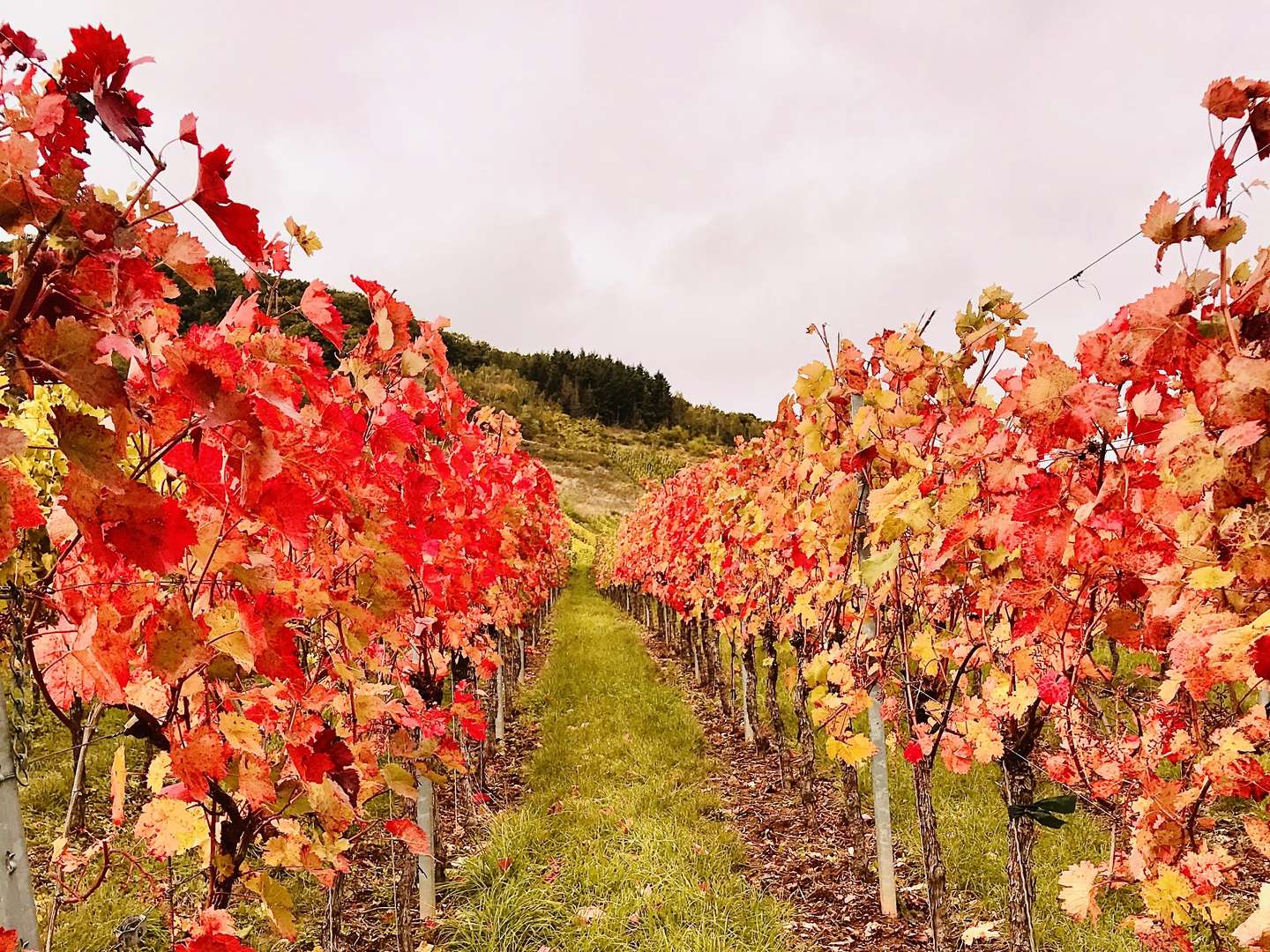Romantische Natur-Auszeit an der Mosel 