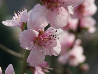 Romantische Natur-Auszeit an der Mosel 