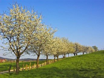 Sommerzeit in der Teutoburger Wald Region im Ringhotel Landhotel Buller | 2 Nächte