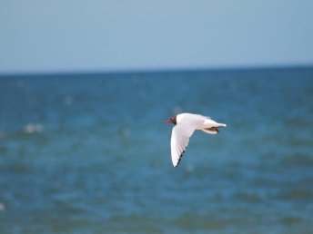 4 Tage Usedom, Urlaub auf der Sonneninsel, direkt am Meer 