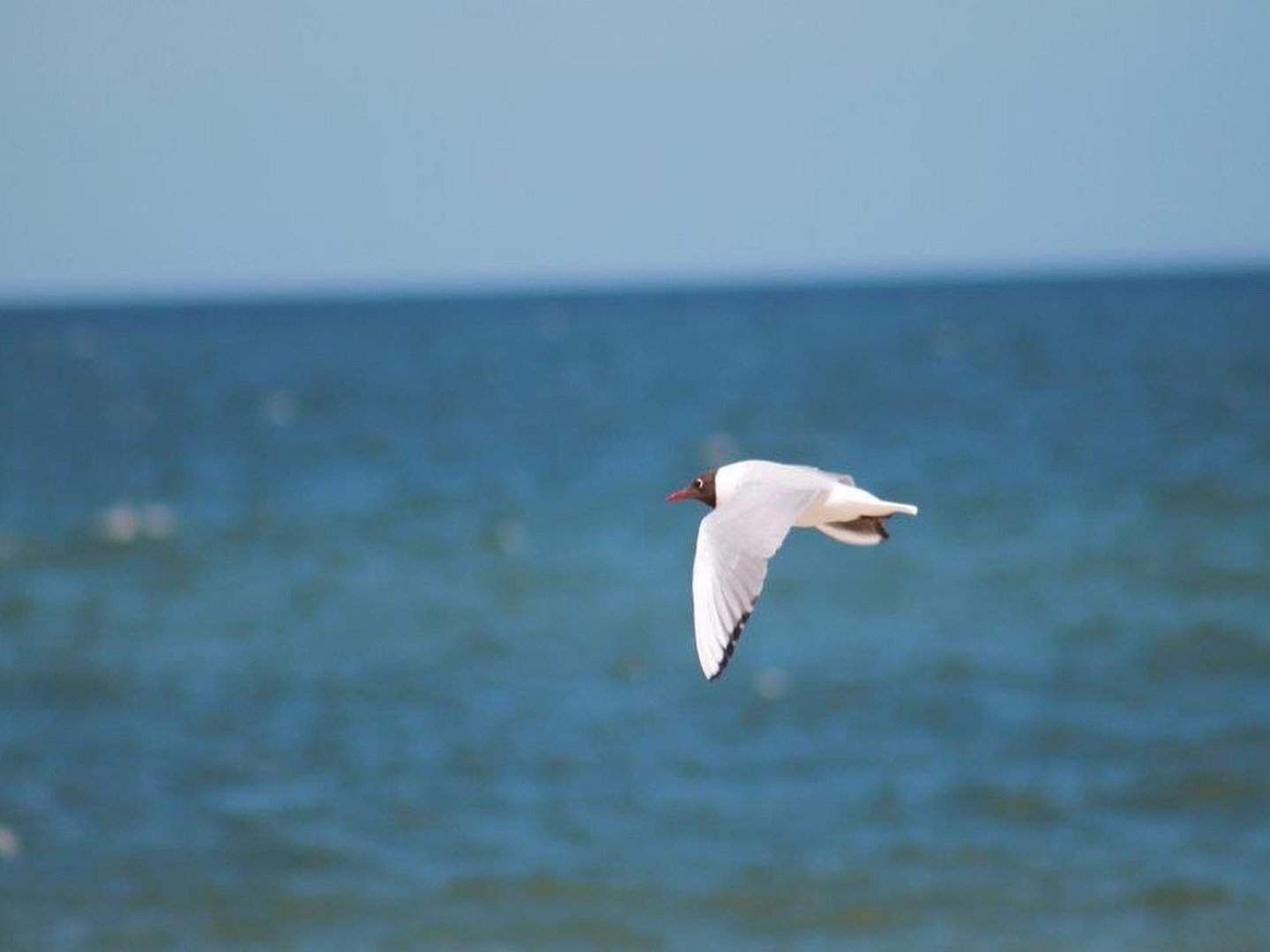 4 Tage Usedom, Urlaub auf der Sonneninsel, direkt am Meer 