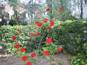 4 Tage Usedom, Urlaub auf der Sonneninsel, direkt am Meer 
