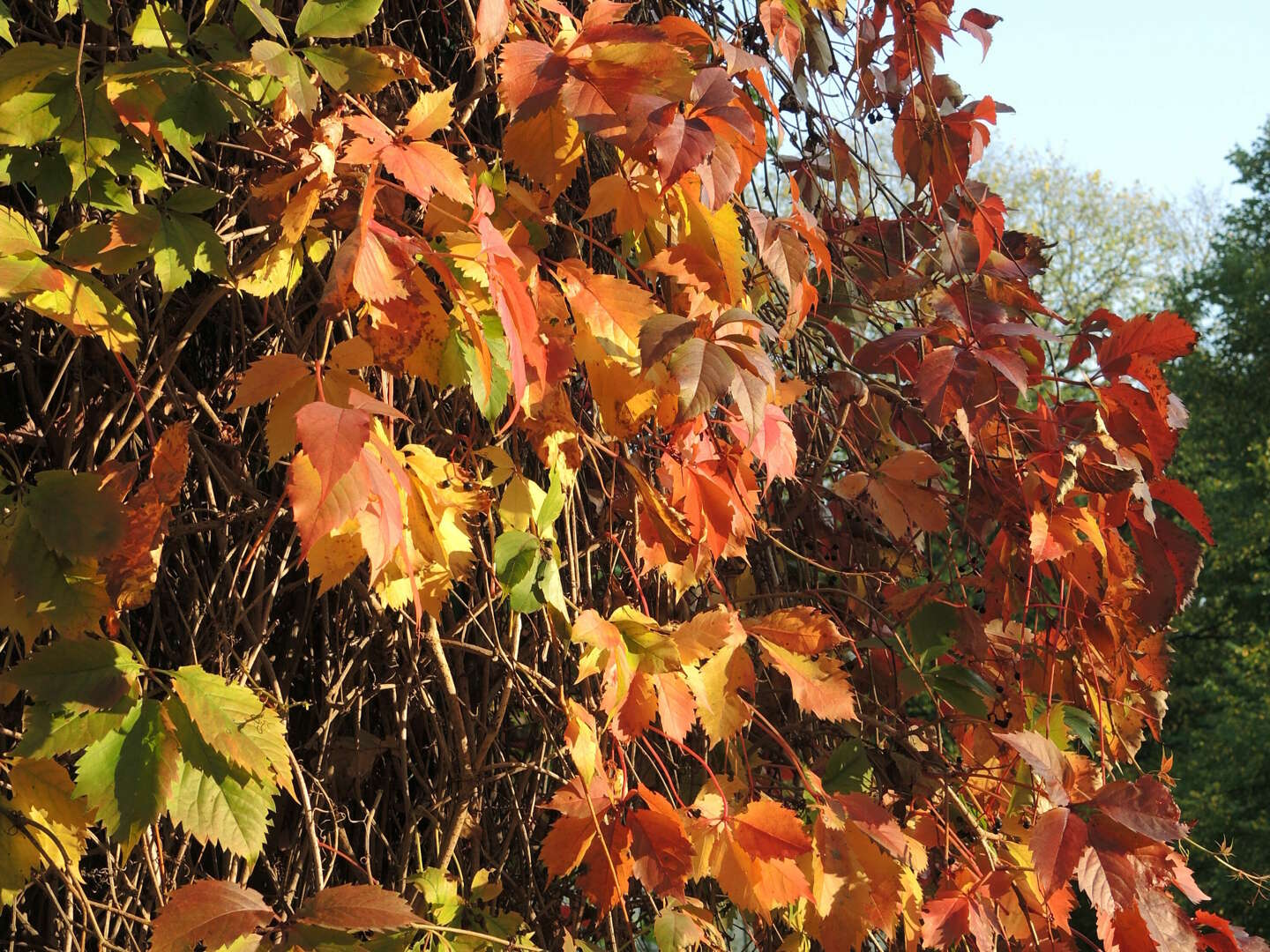 Indian Summer, Träumen auf der Sonneninsel Usedom  