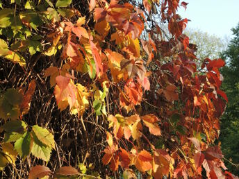 Indian Summer, Träumen auf der Sonneninsel Usedom  