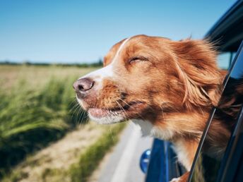 Auch ein Hund braucht mal Urlaub im Schwarzwald | 4 Tage