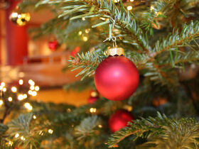 Green Days - Schwarzwald mit Baumwipfelpfad