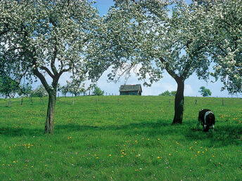 Bild 28 von 37