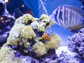 Hier sagen sich Fuchs & Hase 