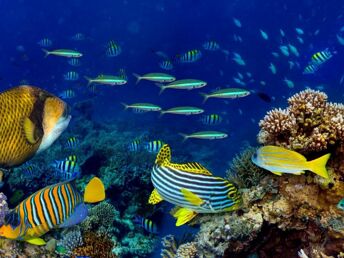 4 Tage Schnupperurlaub an Bord der Nautilus 