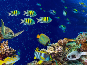 4 Tage Schnupperurlaub an Bord der Nautilus 