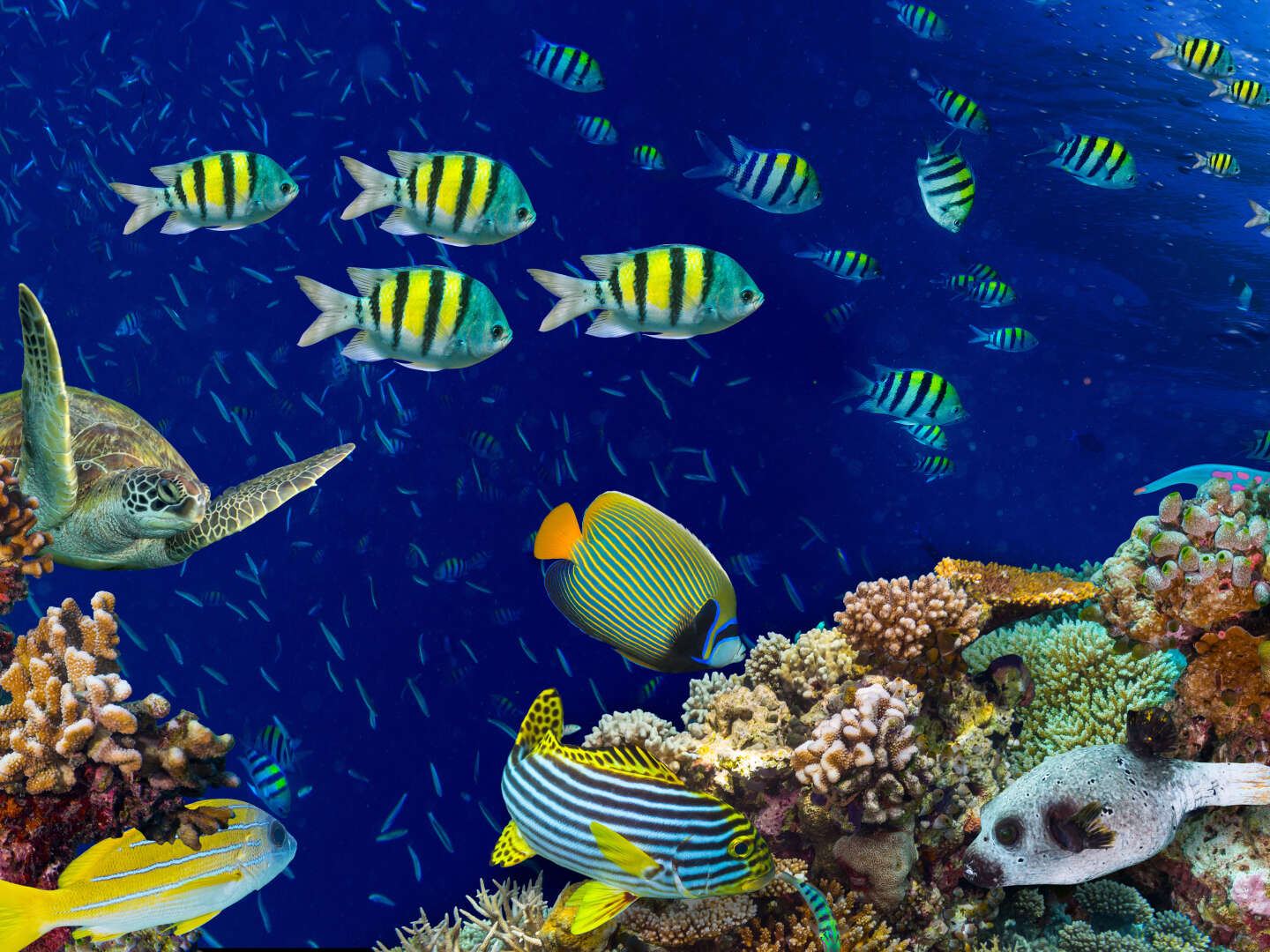 4 Tage Schnupperurlaub an Bord der Nautilus 