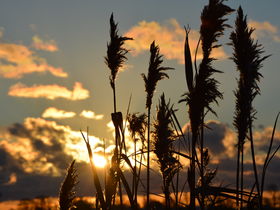 Frühling auf Rügen - 3 Tage inkl. 2x Abendessen