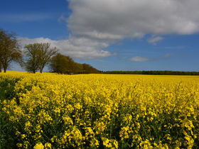 Frühling auf Rügen - 3 Tage inkl. 2x Abendessen