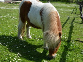 Frühling auf Rügen - 3 Tage inkl. 2x Abendessen