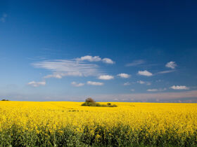 Kurzurlaub auf Rügen inkl. Abendessen | 3 Nächte