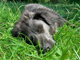 Wandern auf vier Pfoten am Rhein | 3 Tage inkl. Lunchpaket