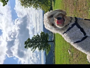 Wanderurlaub mit Hund I 2 Nächte inkl. Halbpension im Herbst nur 169,00 € p.P. 
