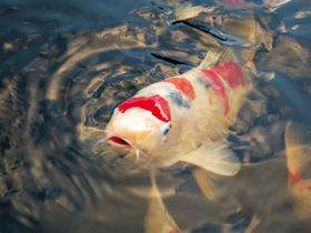 3 Tage Kurz und Gut am schönen Bodensee 