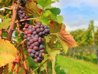 Weinromantik in Rheinhessen 