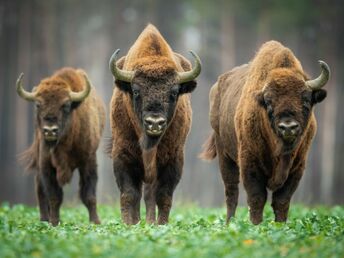 Wisent-Wildnis am Rothaarsteig -Sauerland- | 3 Tage