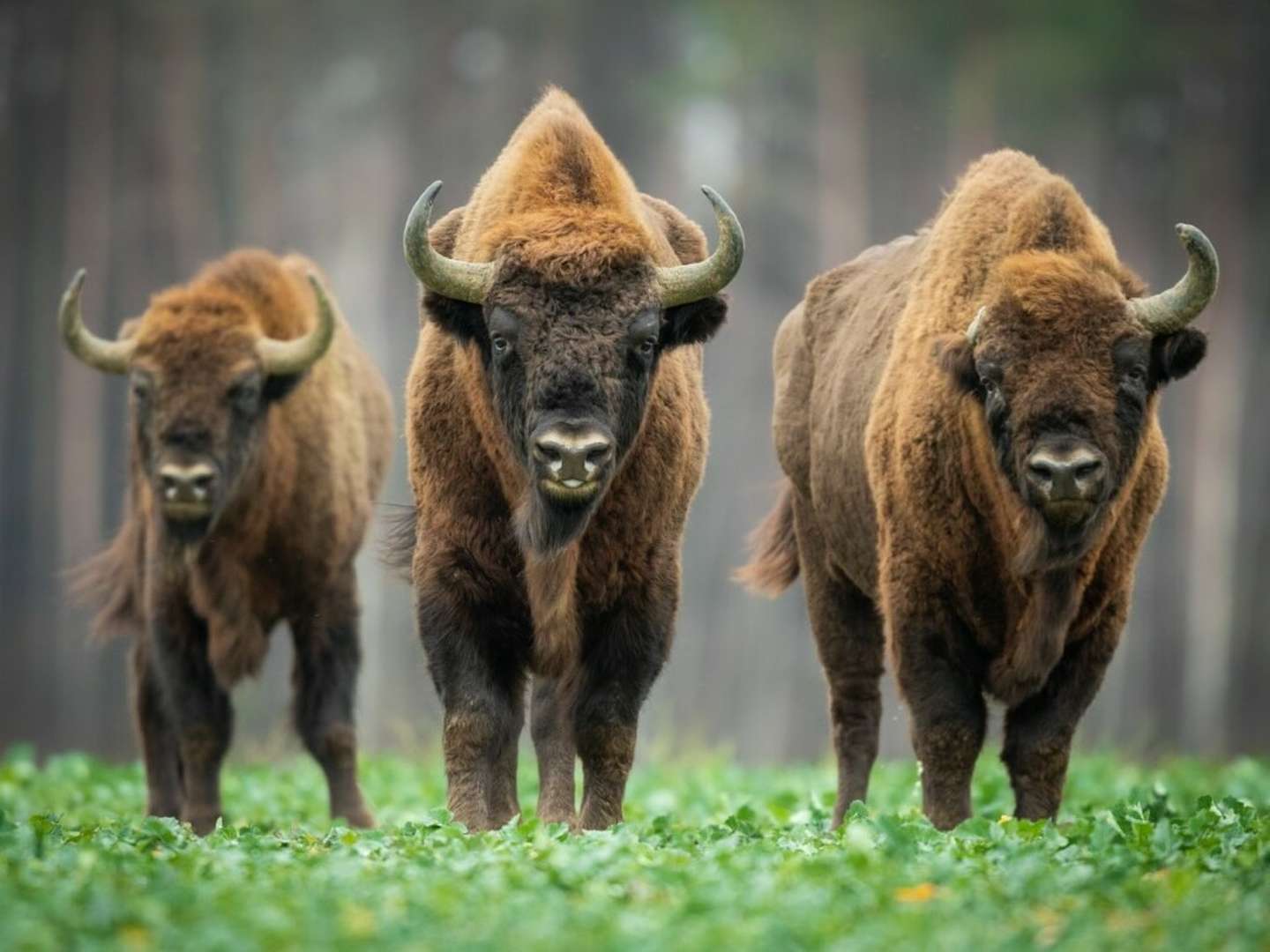 Wisent-Wildnis am Rothaarsteig -Sauerland- | 3 Tage